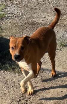 teddy -  Basenji Dog for Adoption - Teddy | PetCurious