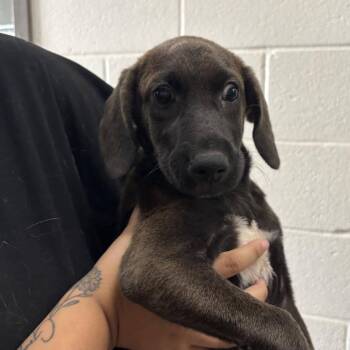 Tresemme -  Shepherd and Mixed Breed Dog for Adoption in Cleveland, Mississippi - Tresemme | PetCurious