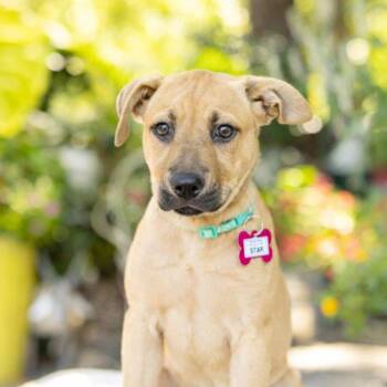 Star -  Retriever Dog for Adoption in Wake Forest, North Carolina - Star | PetCurious