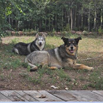Desza -  Husky Dog for Adoption in Colorado Springs, Colorado - Desza | PetCurious