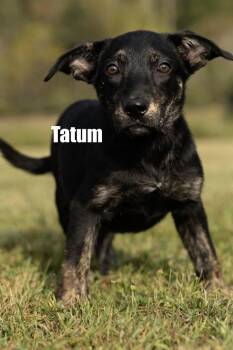 Tatum -  Shepherd and Terrier Dog for Adoption in Irwin, Pennsylvania - Tatum | PetCurious