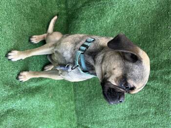 Pug Dogs Available for Adoption in San Diego, California - Luna | PetCurious