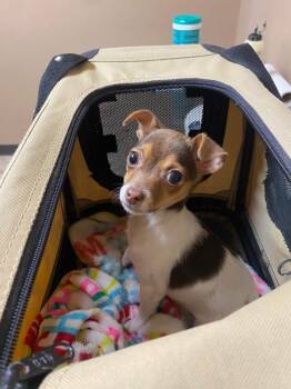 Chihuahua Dogs Available for Adoption - Stella | PetCurious