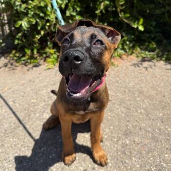Gardenia -  Belgian Shepherd Malinois and Pit Bull Terrier Dog for Adoption in Goleta, California - Gardenia | PetCurious