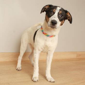 Sakura D71307 -  Cattle Dog and Mixed Breed Dog for Adoption in Minnetonka, Minnesota - Sakura D71307 | PetCurious