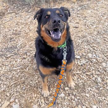 Shelby -  Mixed Breed Dog for Adoption in Hailey, Idaho - Shelby | PetCurious