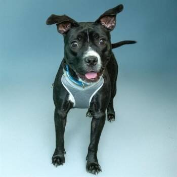 Pit Bull Terrier and Mixed Breed Dogs Available for Adoption - REMI | PetCurious
