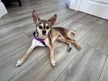 Frodo -  Chihuahua Dog for Adoption in Alafaya, Florida - Frodo | PetCurious