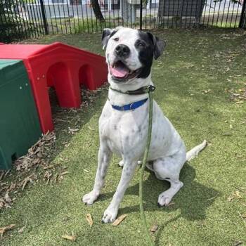 Bella -  American Bulldog Dog for Adoption in Brentwood, Missouri - Bella | PetCurious