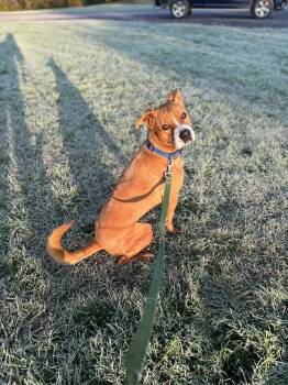 Boxer and Labrador Retriever Dogs Available for Adoption in Oriskany, New York - Charlie | PetCurious