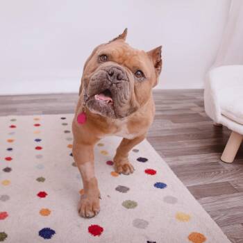 Pikachu -  American Bulldog and Mixed Breed Dog for Adoption in Los Angeles, California - Pikachu | PetCurious