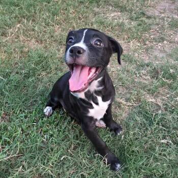 Raisin AL -  Pit Bull Terrier and Basenji Dog for Adoption in Austin, Texas - Raisin AL | PetCurious