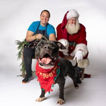 Victory -  Pit Bull Terrier and Mixed Breed Dog for Adoption in Atlanta, Georgia - Victory | PetCurious