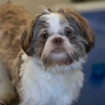 Rescue Shih Tzu Dogs for Adoption in Peyton, Colorado - Sayer (N25-240) | PetCurious