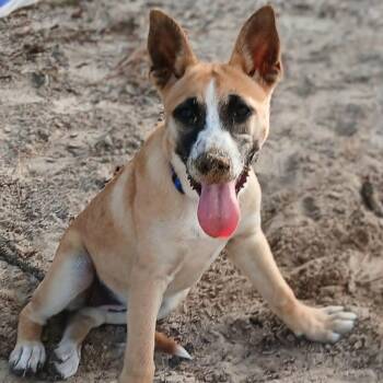 Australian Cattle Dog Blue Heeler and Shepherd Dogs Available for Adoption in Pass Christian, Mississippi - Daisy-pup | PetCurious