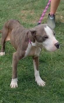 June Bug, what a precious girl just discarded, so much love to g -  Pit Bull Terrier Dog for Adoption in Charlottesville, Virginia - June Bug, What A Precious Girl Just Discarded, So Much Love To G | PetCurious