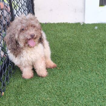 Donovan 3972 -  Miniature Poodle and None Dog for Adoption in Loxahatchee Groves, Florida - Donovan 3972 | PetCurious