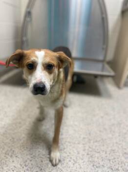 Rescue Shepherd and Mixed Breed Dogs for Adoption in Gray, Louisiana - Jolly | PetCurious