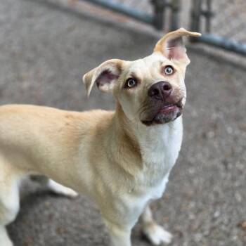 Mixed Breed Dogs Available for Adoption in Charleston, West Virginia - Goldie Locks | PetCurious