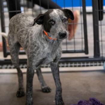 Stockton (JN26-25) -  Black Labrador Retriever and Australian Shepherd Dog for Adoption in Peyton, Colorado - Stockton (JN26-25) | PetCurious