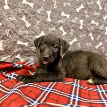 PB -  Labrador Retriever and Mixed Breed Dog for Adoption in Buffalo, Minnesota - PB | PetCurious