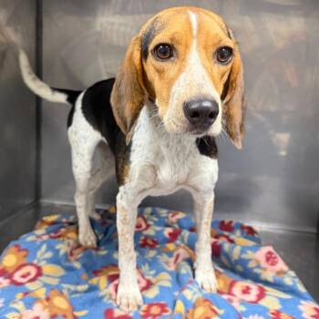 Dixie -  Beagle Dog for Adoption in Parrish, Alabama - Dixie | PetCurious