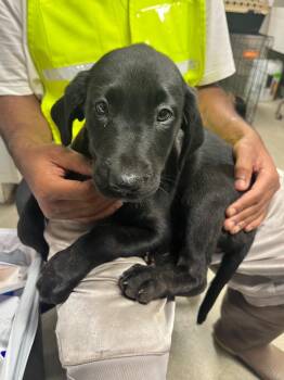 Bertha -  Terrier Dog for Adoption in Hopkinsville, Kentucky - Bertha | PetCurious