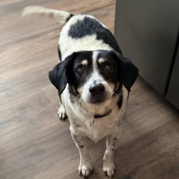 Beagle Dogs Available for Adoption - Buddy | PetCurious