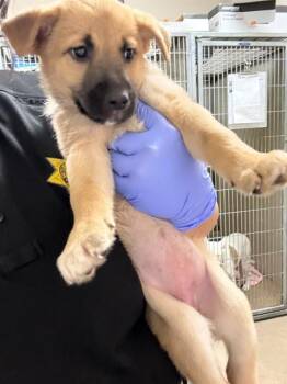 CAMELLIA -  German Shepherd Dog and Pit Bull Terrier Dog for Adoption in Sacramento, California - CAMELLIA | PetCurious