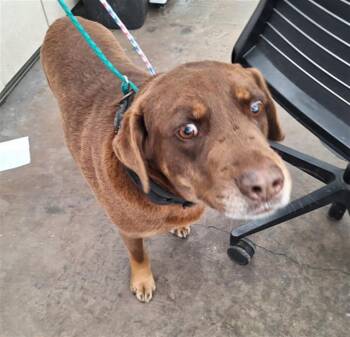 Labrador Retriever Dogs Available for Adoption - WILLBUR | PetCurious