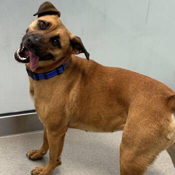 German Shepherd Dog Dogs Available for Adoption in Hilliard, Ohio - Kenna | PetCurious