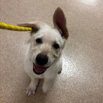 Mako -  Shepherd and Husky Dog Available for Adoption in Bristol, Indiana - Mako | PetCurious