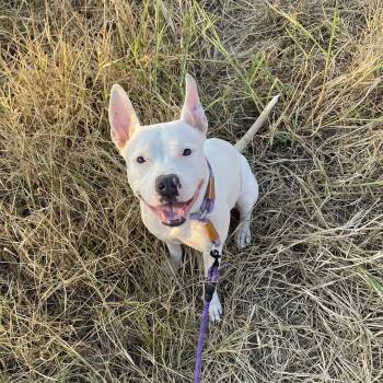 Rosa -  Pit Bull Terrier Dog for Adoption in Sadler, Texas - Rosa | PetCurious