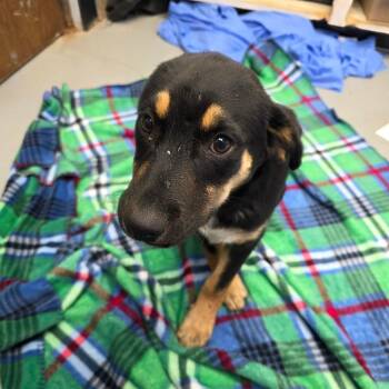 Mixed Breed Dogs Available for Adoption in Duncan, Oklahoma - Rome | PetCurious