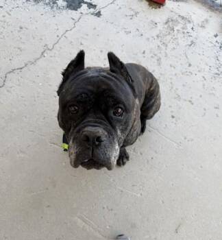 Hawthorn - URGENT -  Mastiff Dog for Adoption in Thousand Oaks, California - Hawthorn - URGENT | PetCurious