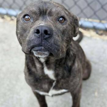 Falafel -  Pit Bull Terrier Dog for Adoption in Naperville, Illinois - Falafel | PetCurious