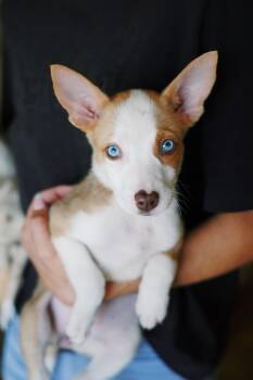Kanga -  Australian Shepherd Dog for Adoption in Glenpool, Oklahoma - Kanga | PetCurious