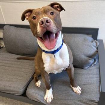 Mixed Breed Dogs Available for Adoption in Lansing, Michigan - Boogie | PetCurious