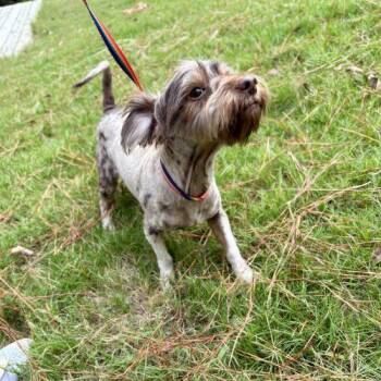 Patterson -  Patterdale Terrier Fell Terrier Dog for Adoption in Sanford, North Carolina - Patterson | PetCurious