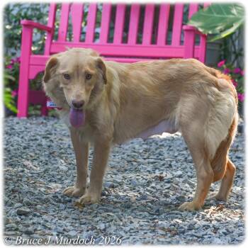 Journey -  Labrador Retriever Dog for Adoption in Wake Forest, North Carolina - Journey | PetCurious