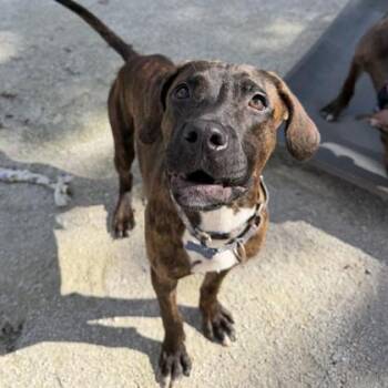 Pita -  Pit Bull Terrier and Mixed Breed Dog for Adoption in Wheaton, Illinois - Pita | PetCurious