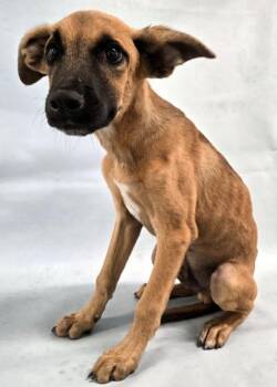 Valor -  German Shepherd Dog and Mixed Breed Dog for Adoption in Morton Grove, Illinois - Valor | PetCurious