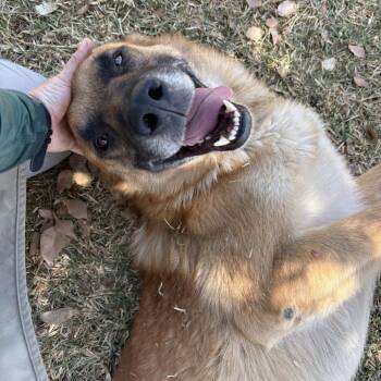 German Shepherd Dog Dogs Available for Adoption in San Jacinto, California - Stevie Ray Vaughan | PetCurious