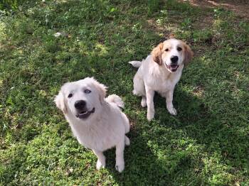 Great Pyrenees Dogs Available for Adoption - Edith And Ivory | PetCurious