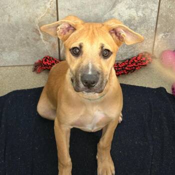 Luke -  Shepherd Dog for Adoption in South Elgin, Illinois - Luke | PetCurious