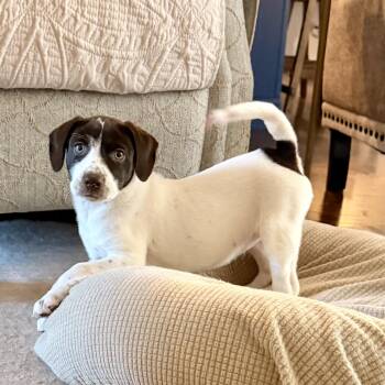 Mable -  English Pointer Dog for Adoption in Tunica, Mississippi - Mable | PetCurious