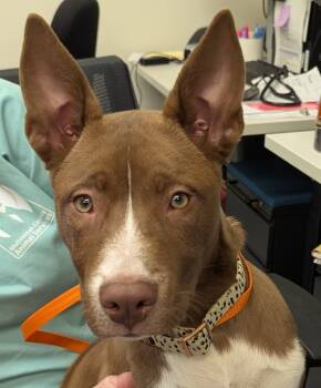 Rescue Mixed Breed Dogs for Adoption in Troutdale, Oregon - Fomo (mcas) | PetCurious