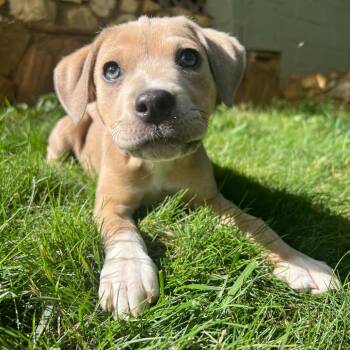 Mixed Breed Dogs Available for Adoption in Waynesville, North Carolina - Pollywog | PetCurious