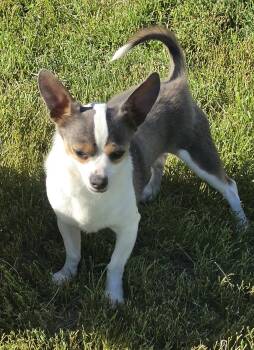 Jasper -  Chihuahua and Shih Tzu Dog for Adoption in Terre Haute, Indiana - Jasper | PetCurious