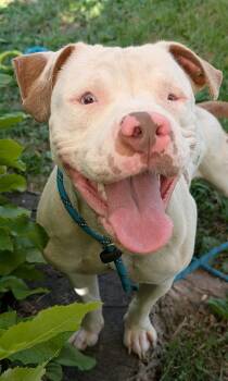 Jennie -  Pit Bull Terrier Dog for Adoption in Chicago, Illinois - Jennie | PetCurious